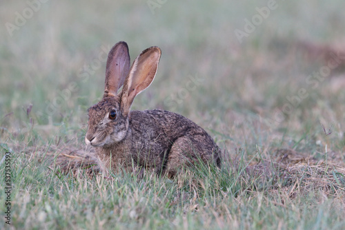Cape Hare or Scrub Hare, Kruger National Park, South Africa © Kim