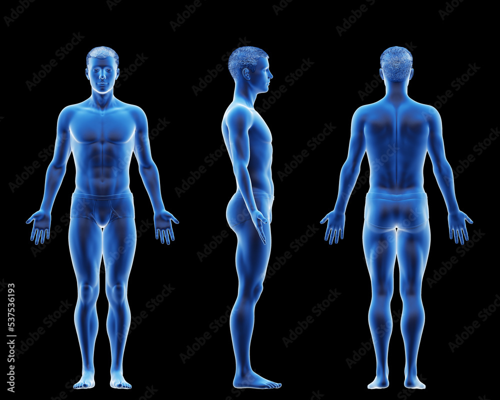 3d rendered medical illustration of a fit male body