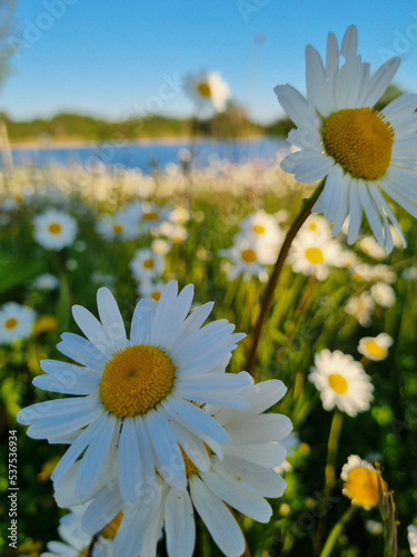 field of daisies