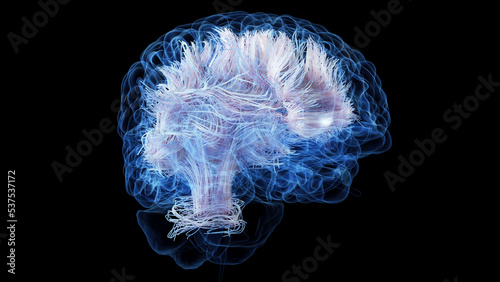 3d rendered medical illustration of white brain matter fibres