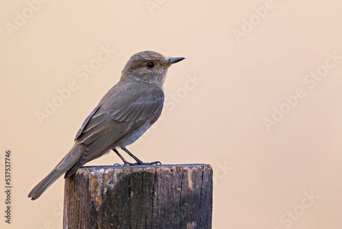 A Mediterranean flycatcher (Muscicapa tyrrhenica) perched . photo