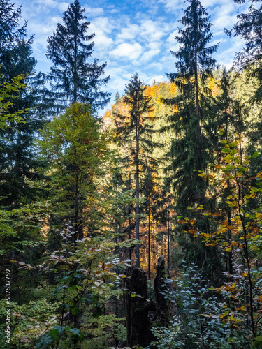 bayerischer wald