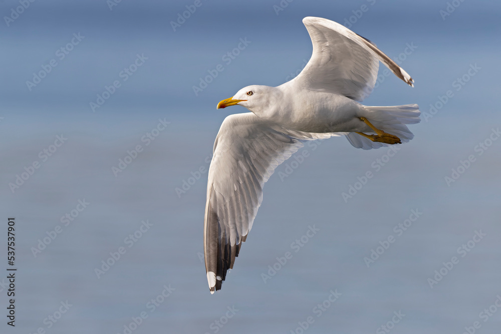 A yellow-legged gull (Larus michahellis) in flight in the city of Pula. A yellow-legged gull (Larus michahellis) in flight in the city of Pula.