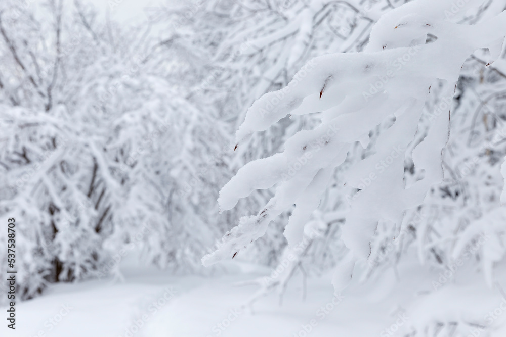 White fluffy snow on tree branches, natural winter backgrounds, textures and wallpapers. Winter theme, New Year's concept and snowy winter. Cold snowy weather. Cool frosting texture.