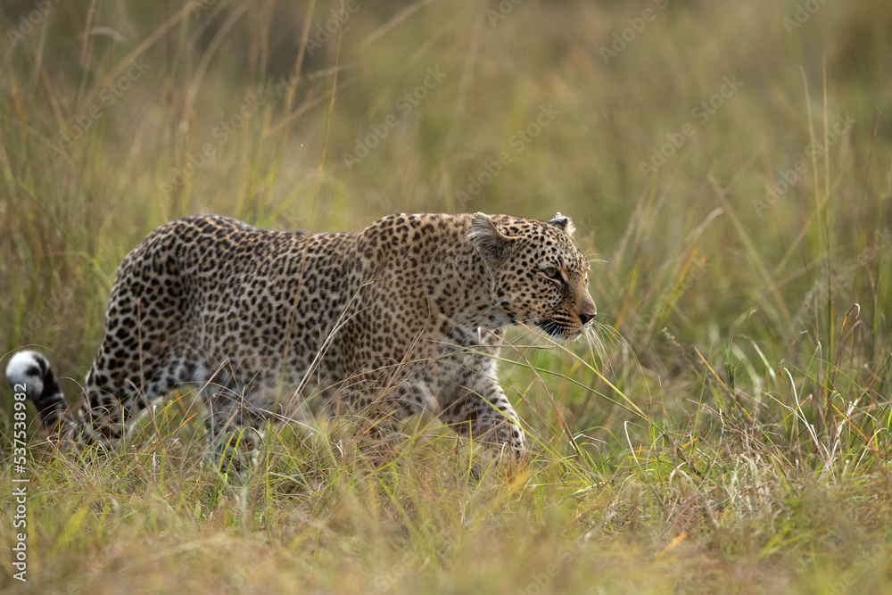 A leopard walking in the grasses of Masai Mara, Kenya A leopard walking in the grasses of Masai Mara, Kenya