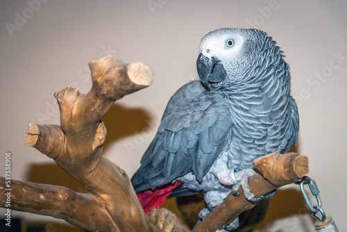 african grey parrot photo