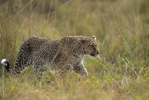 A leopard walking in the grasses of Masai Mara  Kenya