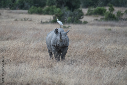 Cuadro en lienzo Spitzmaulnashorn