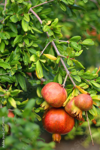Fresh pomegranate on the tree. Selective focus.