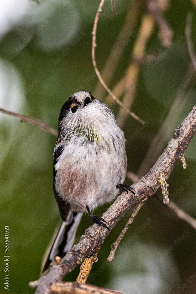 Fototapeta premium Long-tailed Tit perched on a tree branch