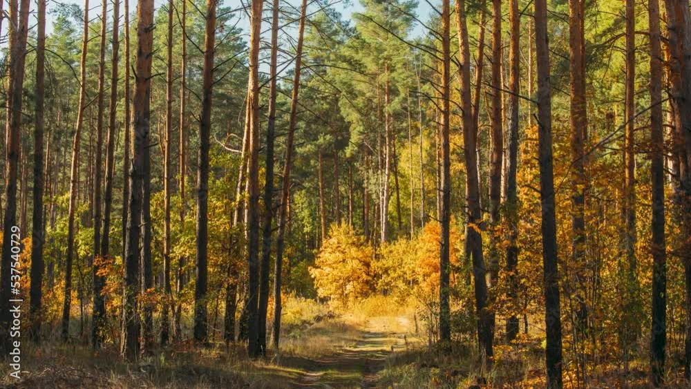 Autumn Mood. From Summer Green To Autumn Yellow. 4k Timelapse. Summer Autumn Forest Transition. Season Change Concept. Green Trees Turn Yellow. Pine Forest. Time Lapse, Time-lapse. Autumn Mood. From Summer Green To Autumn Yellow. 4k Timelapse. Summer Autumn Forest Transition. Season Change Concept. Green Trees Turn Yellow. Pine Forest. Time Lapse, Time-lapse.