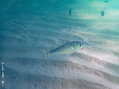 Closeup shot of a pin perch swimming in the water photo