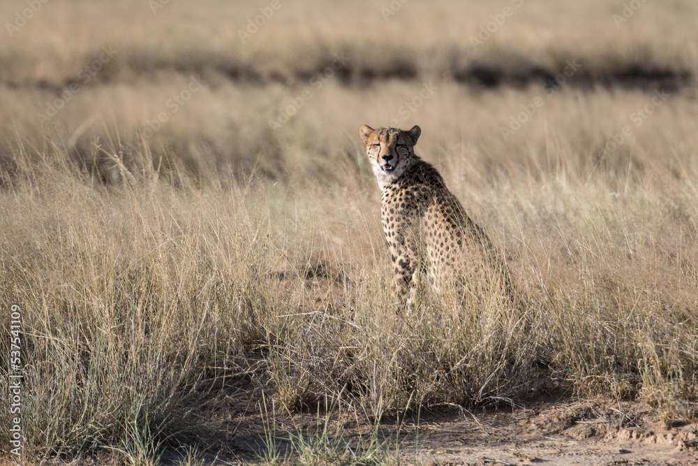 Gepard Gepard