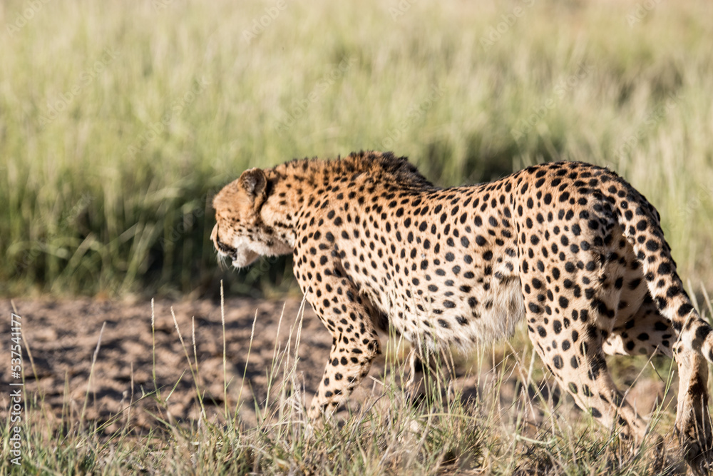 Gepard Gepard