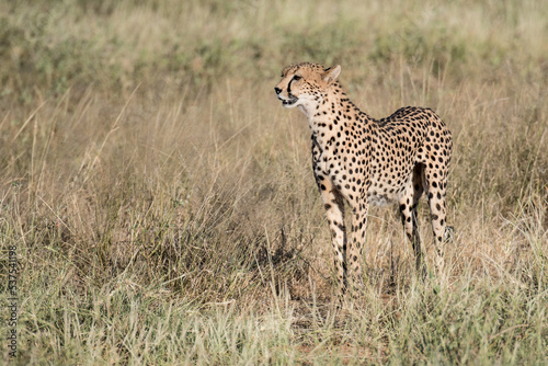 Gepard  © Sascha