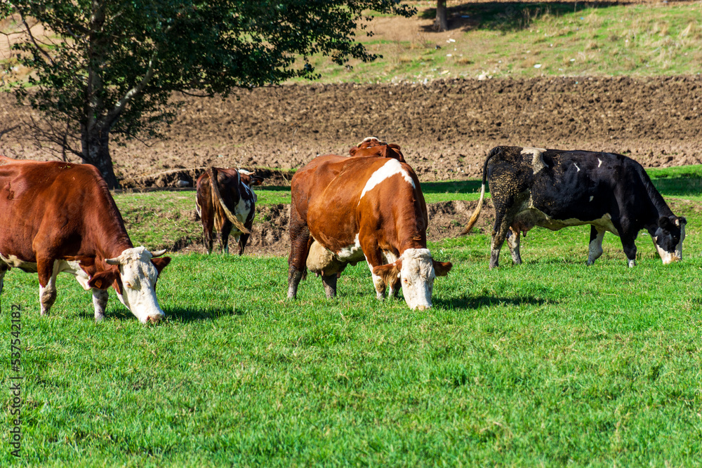 Cows grazing in a meadow