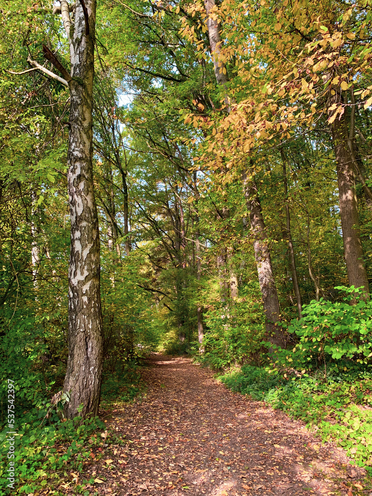 Obraz premium Autumn road in dense forest
