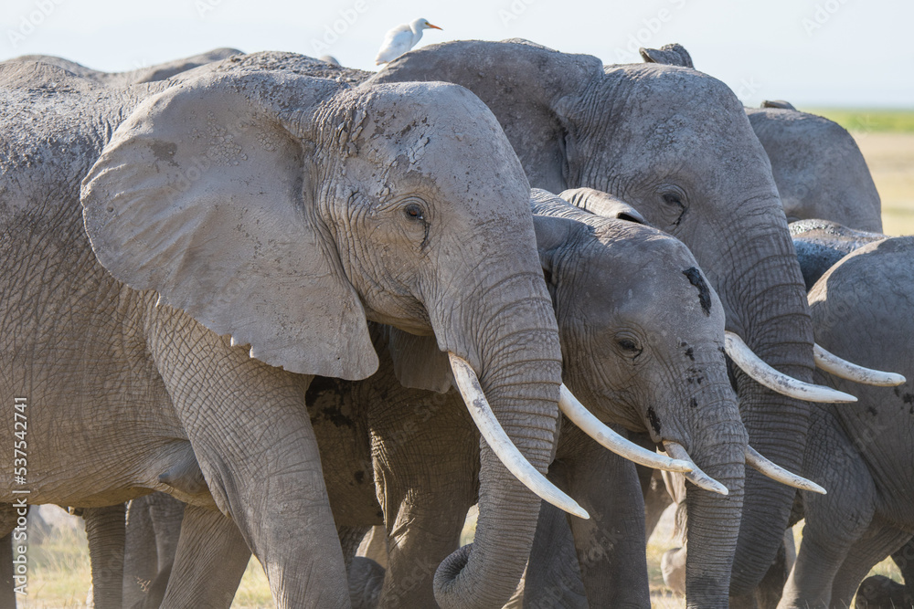 Fototapeta premium Afrikanischer Elefant