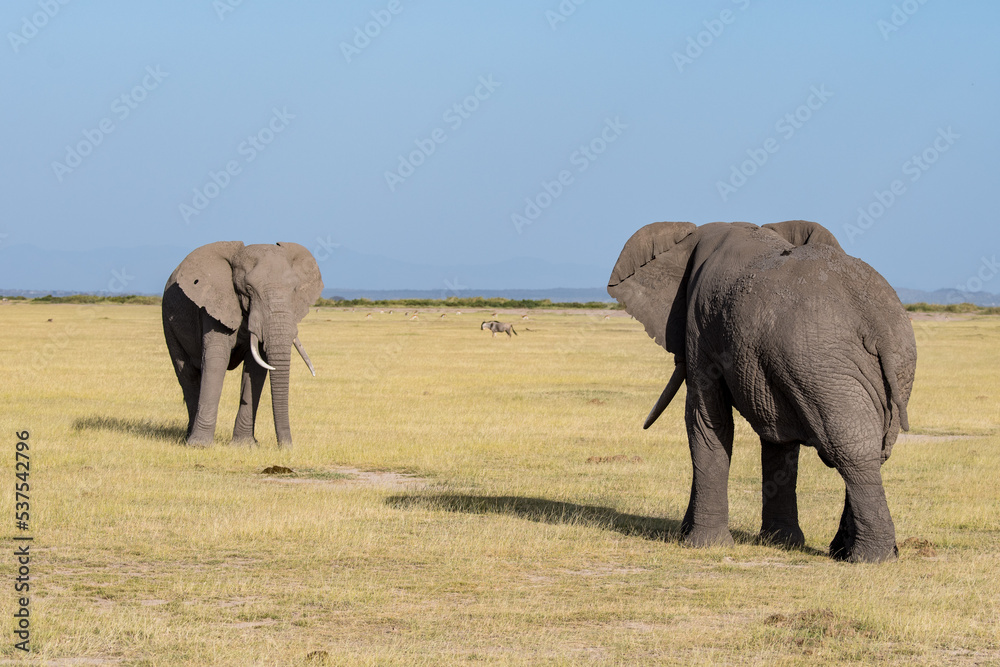 Fototapeta premium Afrikanischer Elefant