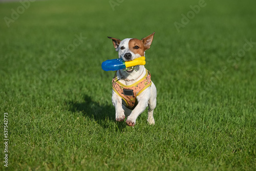 A Jack Russell Terrier dog jumps on the lawn, holding a yellow-blue toy in its mouth.