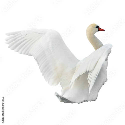 White swan bird in PNG isolated on transparent background