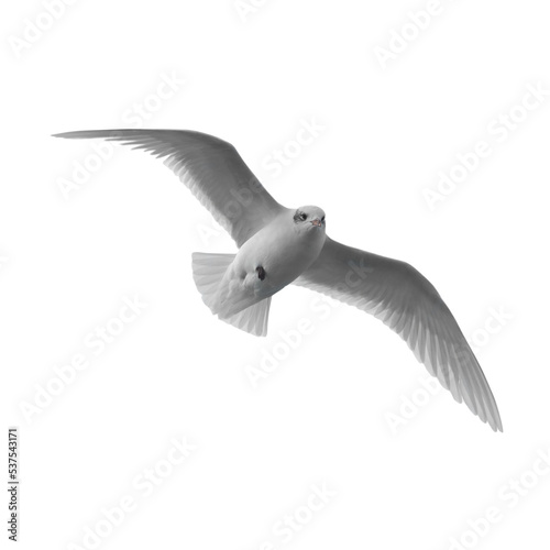 Flying bird seagull in PNG isolated on transparent background