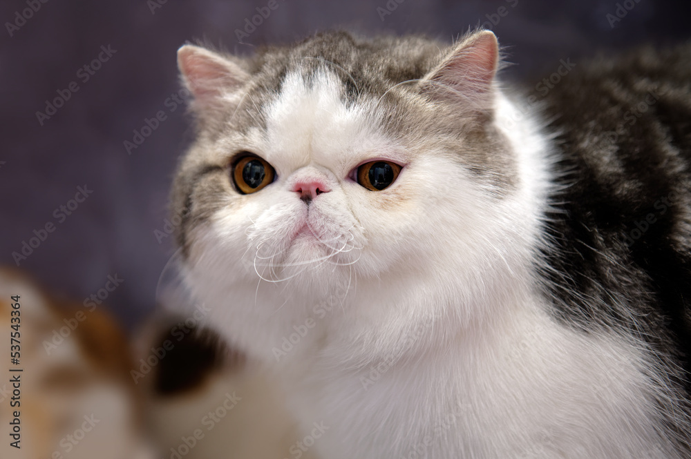 Portrait of an exotic shorthair cat. Close-up.