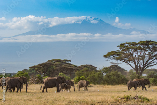Elefanten vor dem Kilimandscharo © Sascha