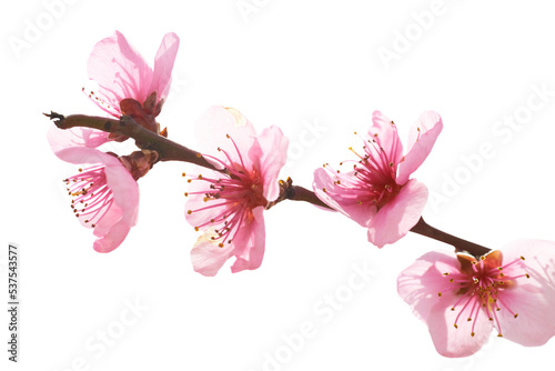 Obraz na płótnie Almond pink flowers on branch in PNG isolated on transparent background Macro shot w salonie