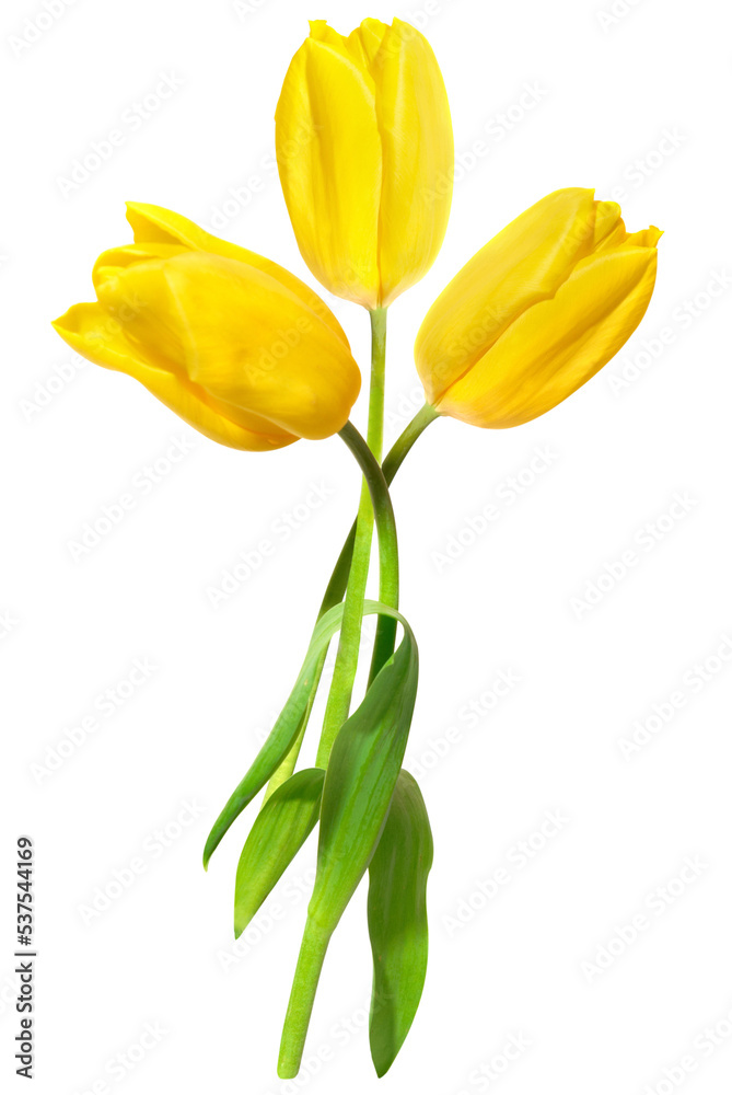 Bouquet of yellow tulips spring flowers in PNG isolated on transparent background Bouquet of yellow tulips spring flowers in PNG isolated on transparent background
