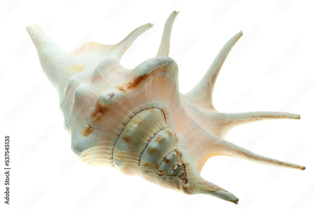 Isolated and highlighted tropical sea shell body Isolated and highlighted tropical sea shell body