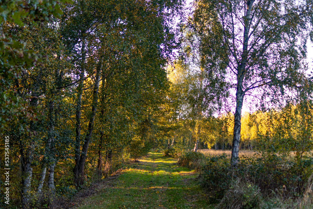 Fototapeta premium forest road