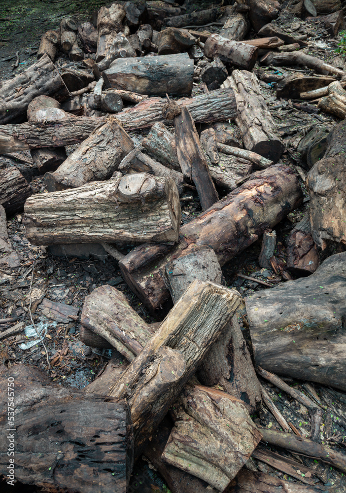 A pile of cut wooden logs, cut down tree trunks sawed and ready for production or to be used as firewood. Pieces of tree trunks that have been cut down, Stack of hardwood logs, Selective focus. A pile of cut wooden logs, cut down tree trunks sawed and ready for production or to be used as firewood. Pieces of tree trunks that have been cut down, Stack of hardwood logs, Selective focus.