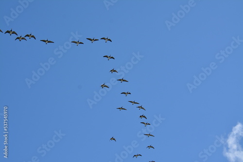 Graugänse fliegen im Schwarm in Park