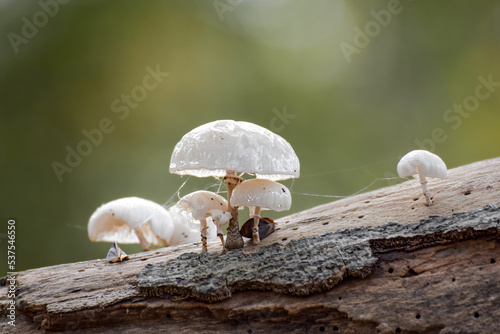 Fototapeta Naklejka Na Ścianę i Meble -  Mushrooms on a tree trunk in the forest during autumn