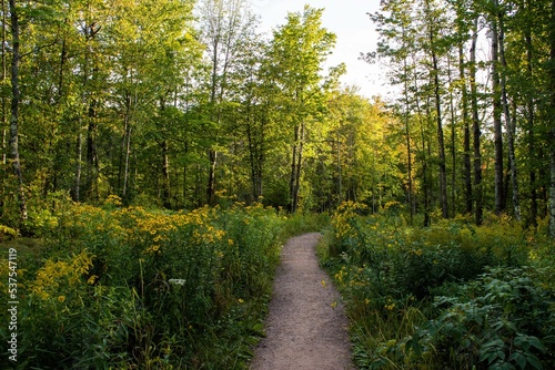 Obraz na plátně Northwood Wisconsin forest service trail