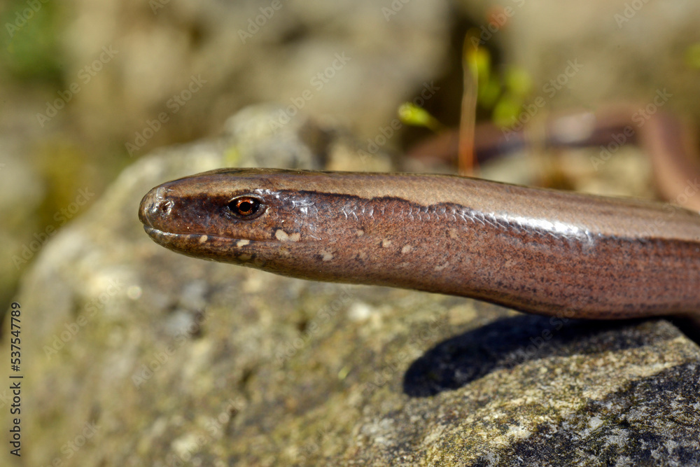 Griechische Blindschleiche // Greek slow worm (Anguis graeca) - Peloponnes, Griechenland Griechische Blindschleiche // Greek slow worm (Anguis graeca) - Peloponnes, Griechenland