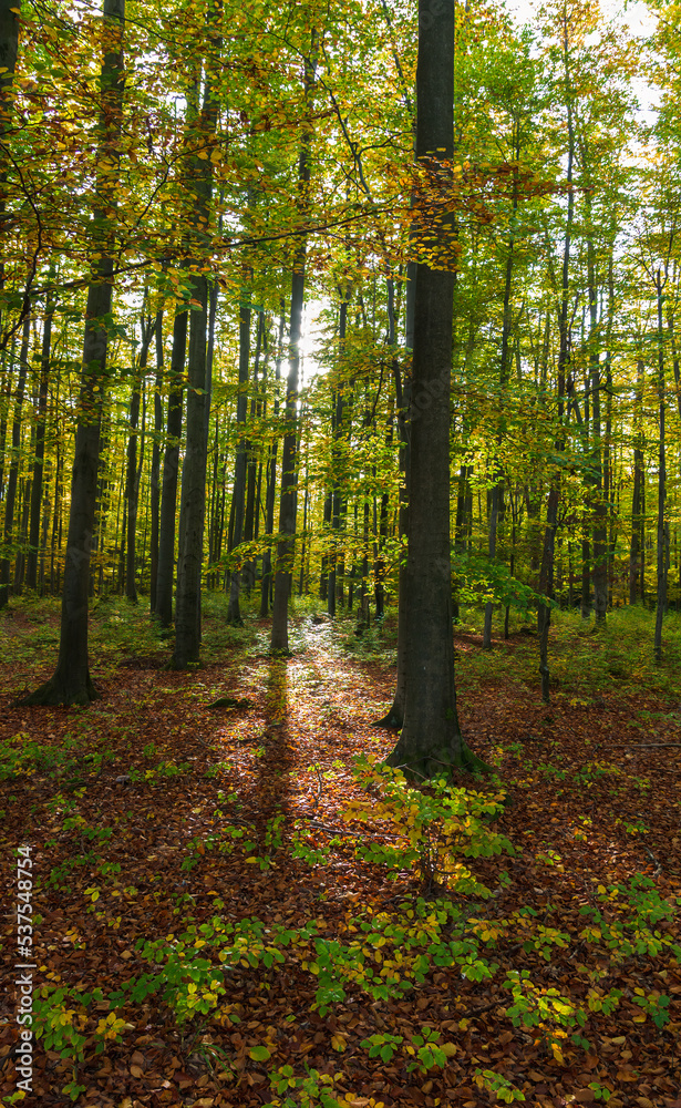Magic beech autumn forest with sun shine through. Czech landscape Magic beech autumn forest with sun shine through. Czech landscape