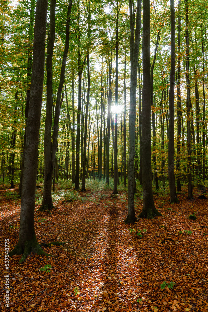 Fototapeta premium Magic beech autumn forest with sun shine through. Czech landscape