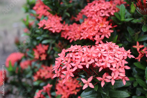 Red Ixora flower plant blooming on the garden