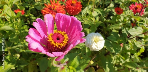 flowers in the garden