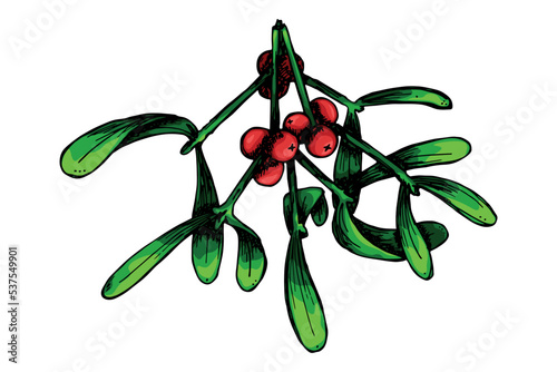 Hand drawn Christmas and New Year clipart. Mistletoe twigs with berries. Holiday illustration