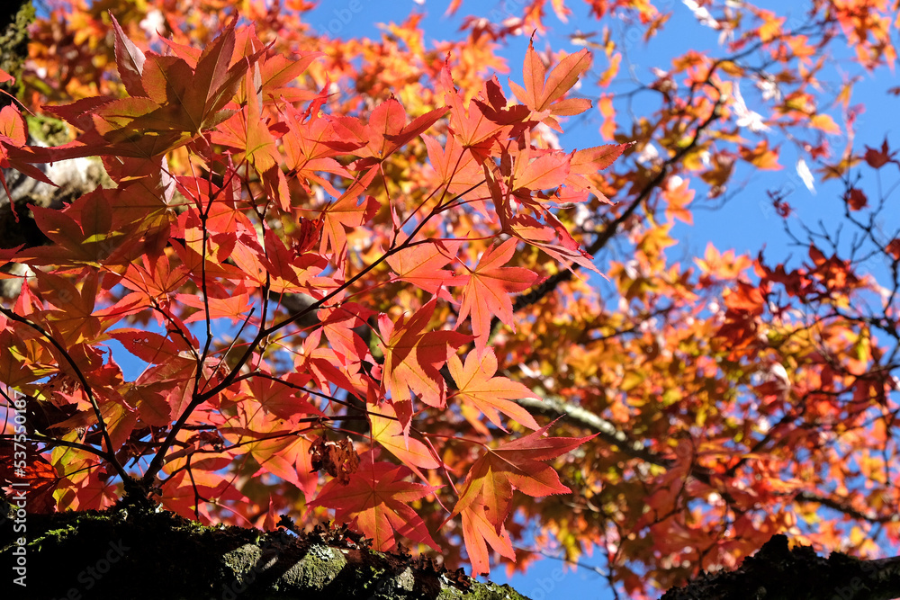 Japanese Acer leaves turning colour during the Autumn, Surrey, UK. Japanese Acer leaves turning colour during the Autumn, Surrey, UK.
