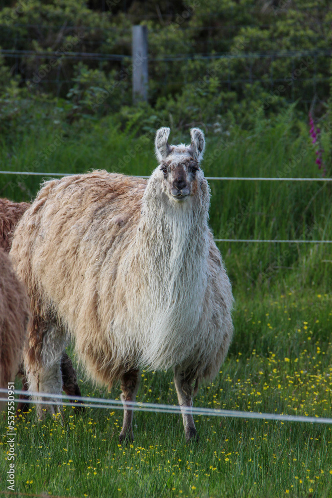 Obraz premium Llama in Scotland