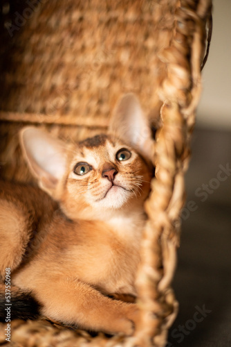 Small kitten cat of the Abyssinian breed sitting in bites wicker brown basket, looks up. Funny fur fluffy kitty at home. Cute pretty brown red pet pussycat with big ears..