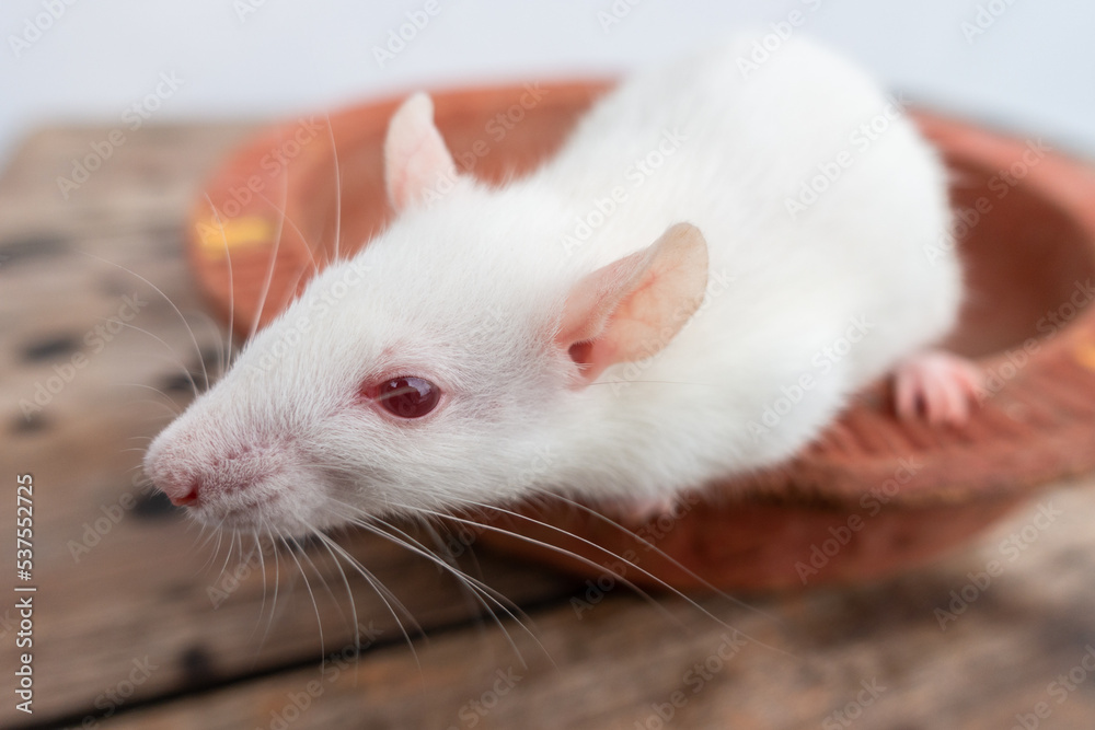 White laboratory mouse (Mus musculus ) crawling on a clay pot. Uttarakhand India