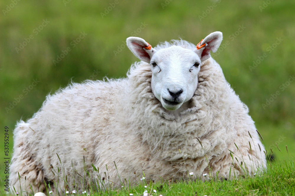 Sheep in Scotland Sheep in Scotland