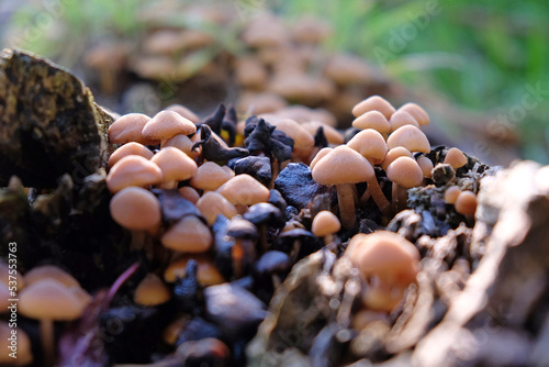 Sulphur Tuft mushrooms growing on dead wood, Surrey, UK