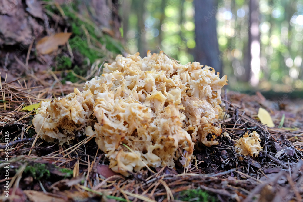 Cauliflower Fungus at the base of conifer trees, Surrey, UK Cauliflower Fungus at the base of conifer trees, Surrey, UK