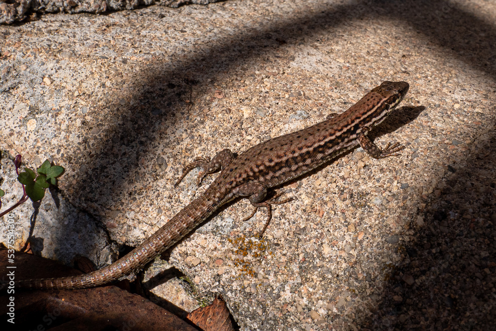 Obraz premium Lézard entre ombre et lumière